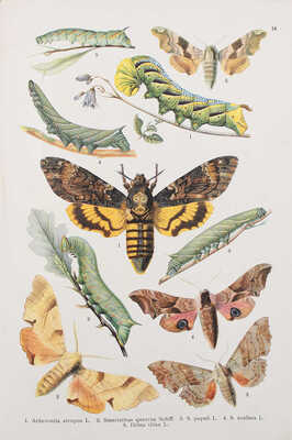 Ламперт К. Атлас бабочек и гусениц Европы и отчасти русско-азиатских владений. СПб.: Изд. А.Ф. Девриена, 1913.